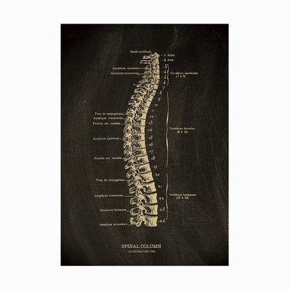 The Anatomy Poster Series | Potari Studio Collection