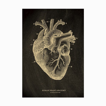 The Anatomy Poster Series | Potari Studio Collection