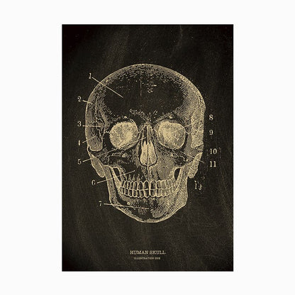 The Anatomy Poster Series | Potari Studio Collection