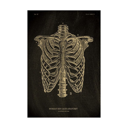 The Anatomy Poster Series | Potari Studio Collection