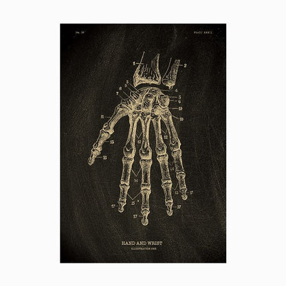 The Anatomy Poster Series | Potari Studio Collection